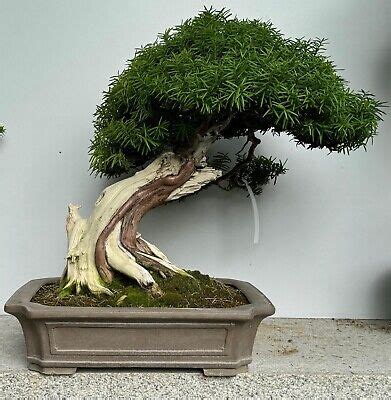 ebay bonsai|Outdoor Bonsais for sale .